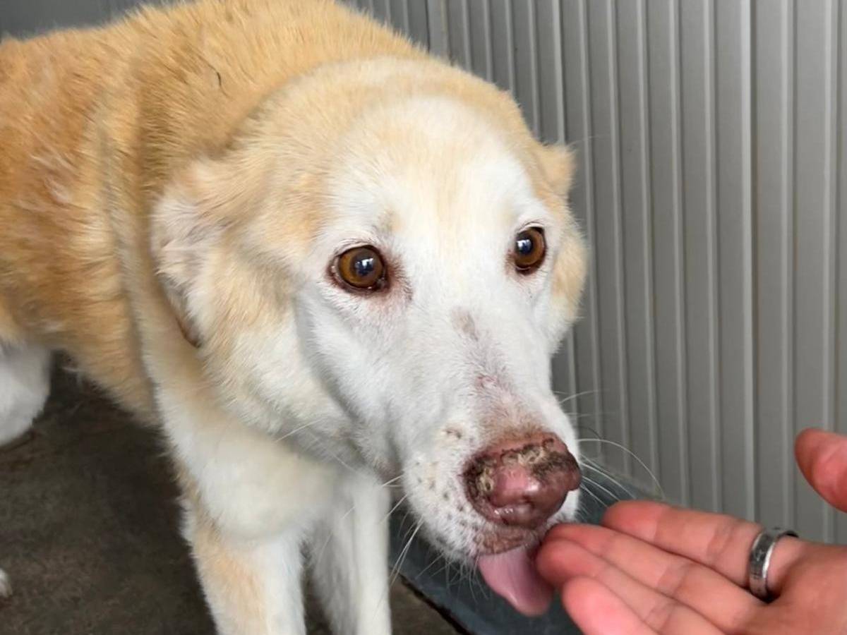 Adotta un cane, taglia media, femmina, Caltanissetta
