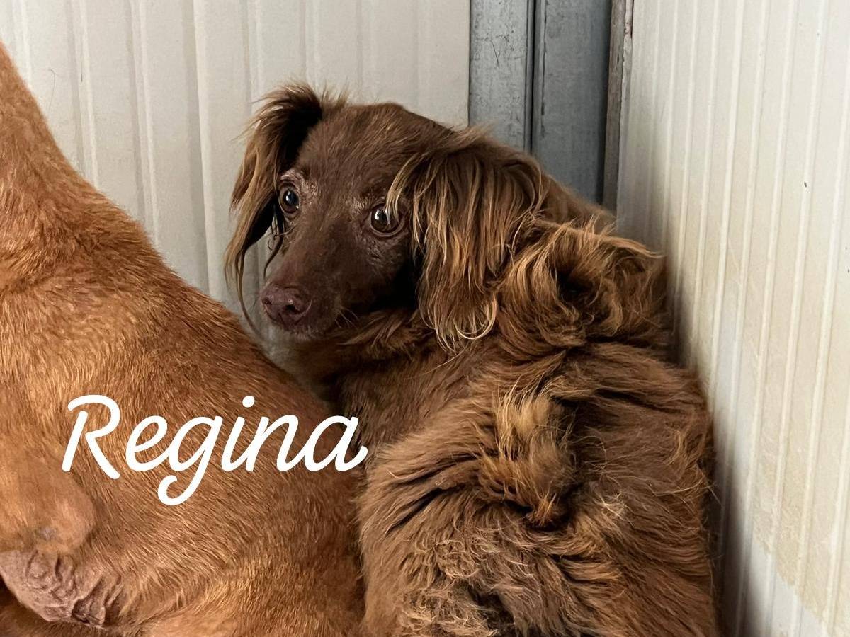 Adozione cane, femmina, meticcio, 11 anni e 4 mesi, taglia piccola, Caltanissetta