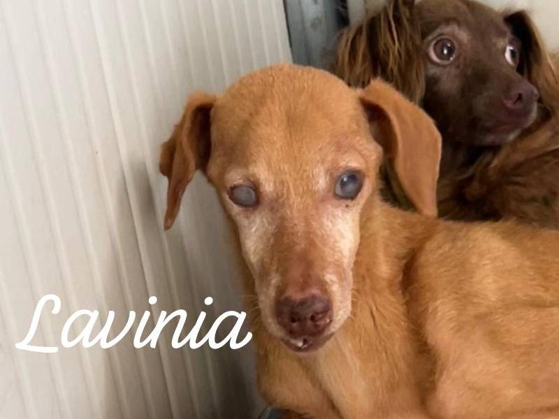 Adotta un cane, femmina, 11 anni e 4 mesi, Caltanissetta
