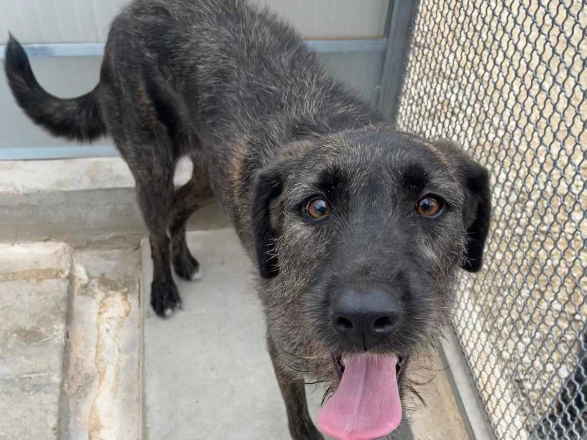 Adotta un cane, femmina, 2 anni  e 9 mesi , Caltanissetta