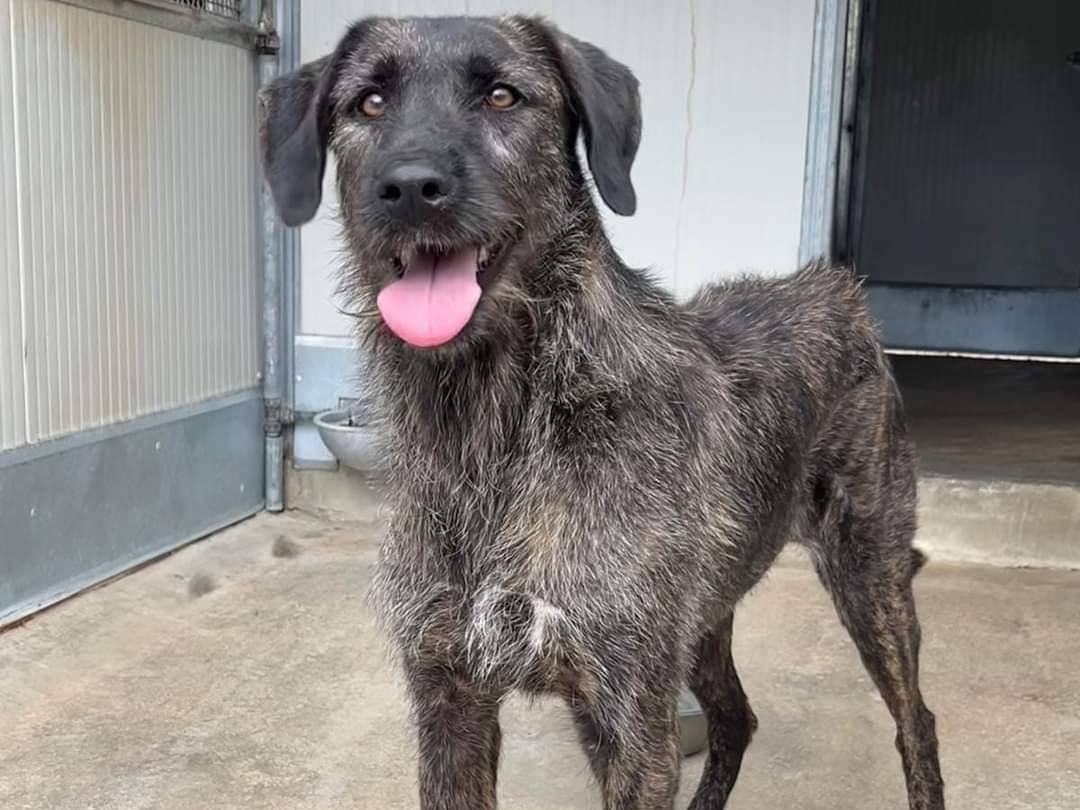 Adotta un cane, taglia media, femmina, Caltanissetta
