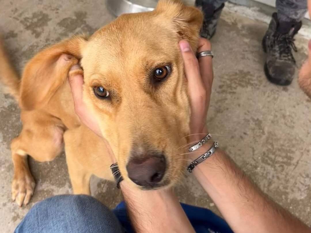 Foto dell'animale