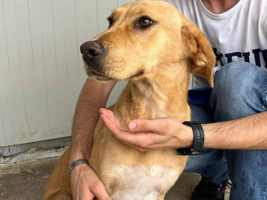 Adotta un cane, taglia media contenuta, femmina, Caltanissetta