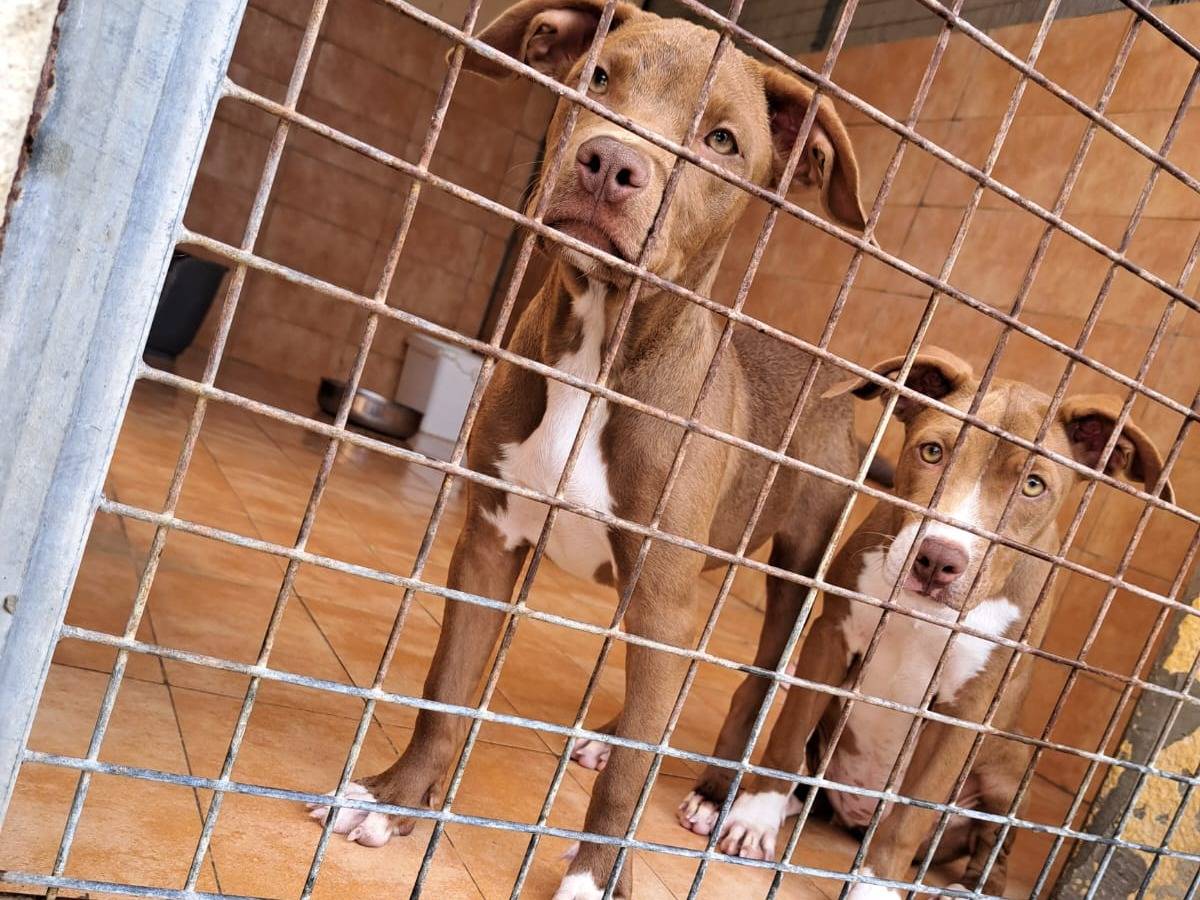 Adozione cane, femmina, Pitbull, 1 anno e 3 mesi, taglia piccola, Trapani