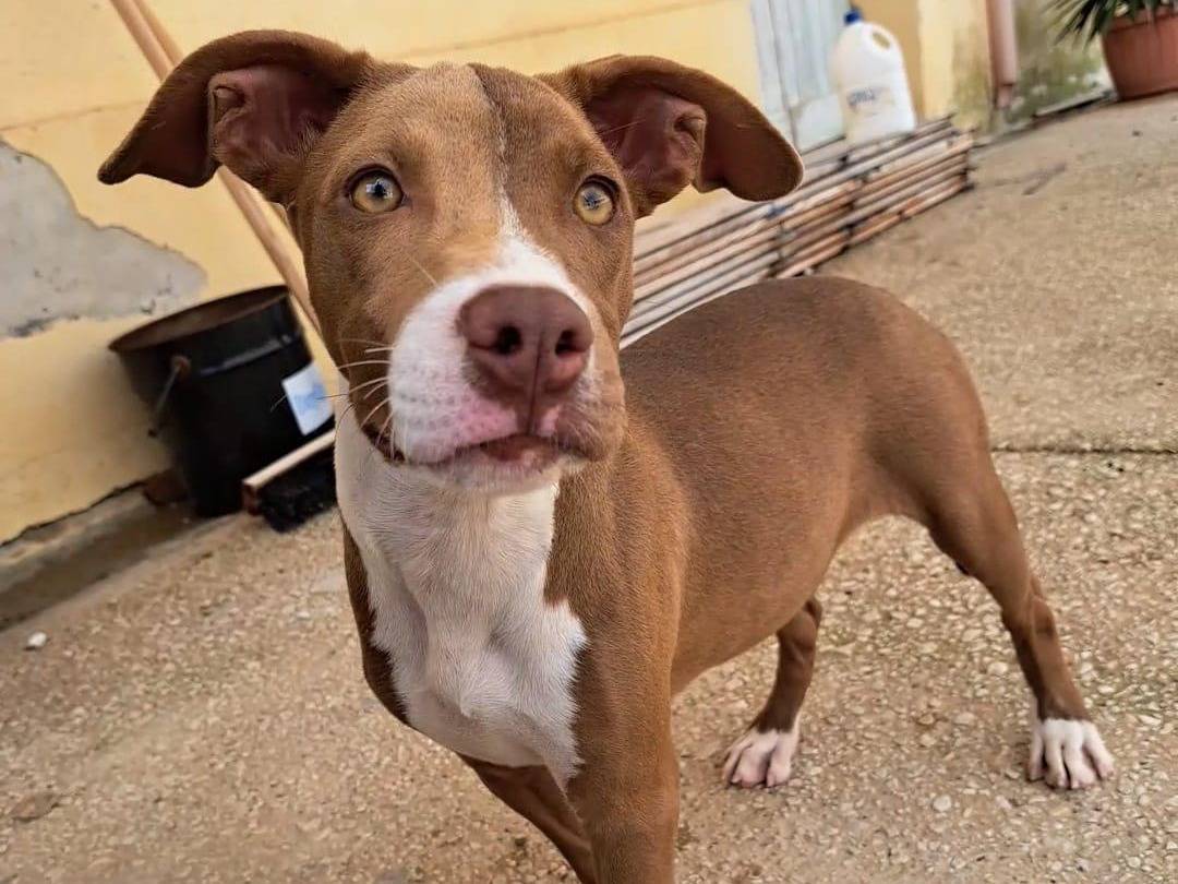 Adotta un cane, taglia piccola, femmina, Trapani