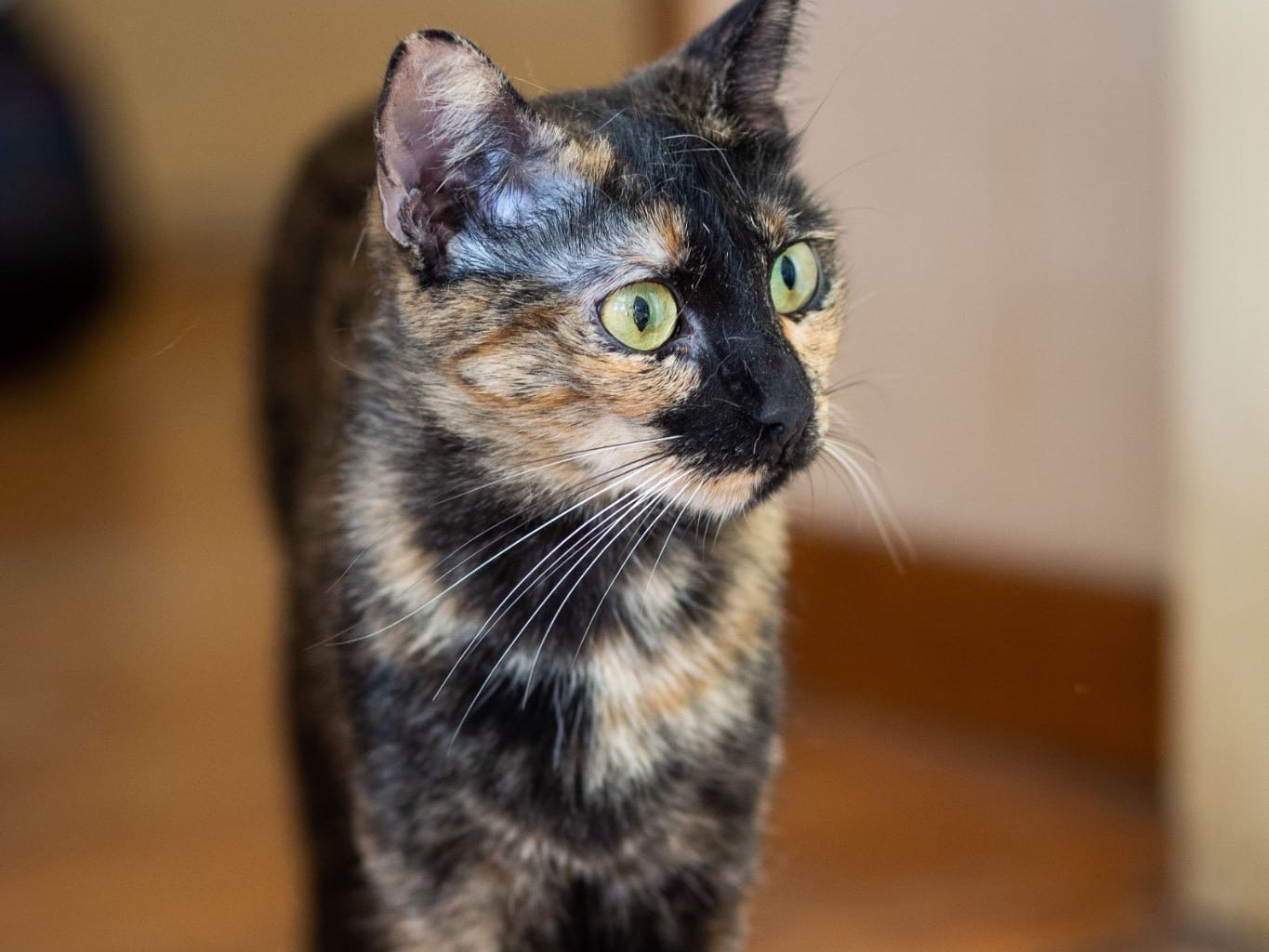 Adozione gatto, femmina, meticcio, 2 anni e 4 mesi, taglia non valida, Roma