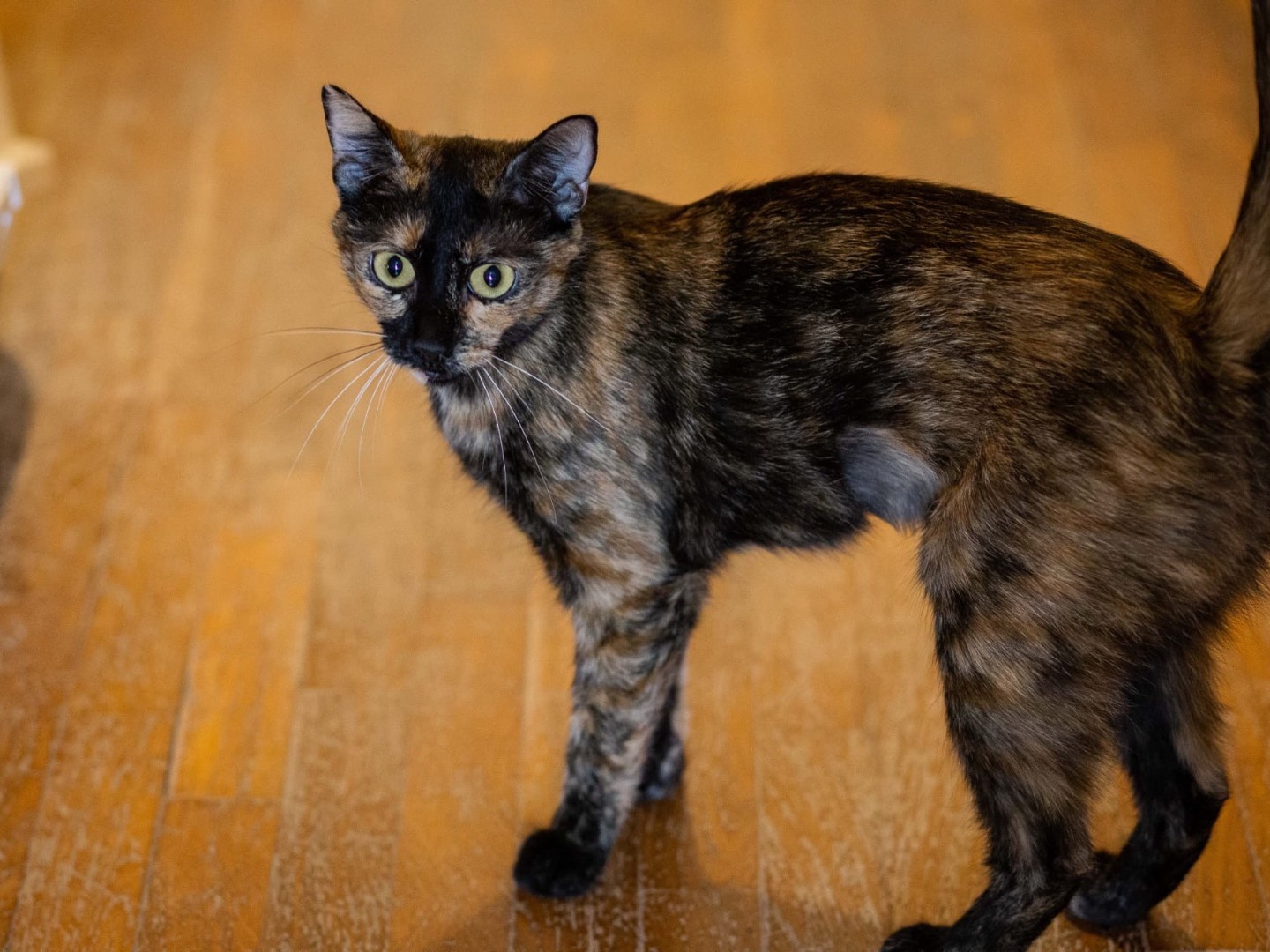 Adotta un gatto, femmina, 2 anni e 4 mesi, Roma