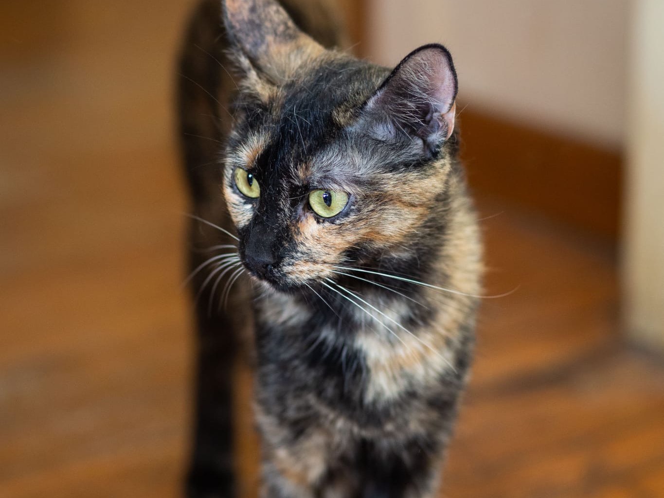 Vuoi adottare un gatto a Roma?