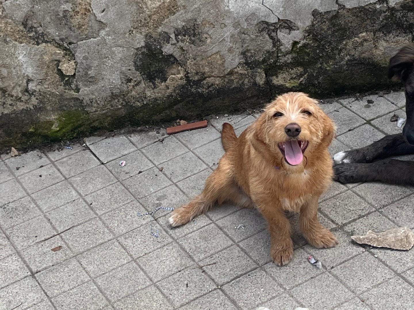 Adotta un cane, maschio, 7 mesi, Avellino