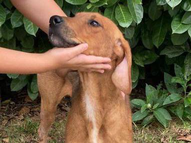 Adotta un cane, maschio, 4 anni  e 3 mesi , Bergamo