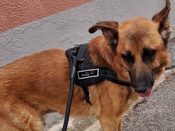 Foto dell'animale