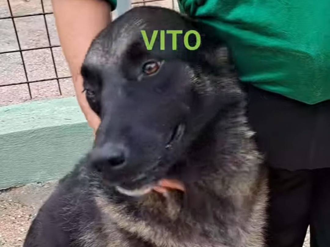 Foto dell'animale