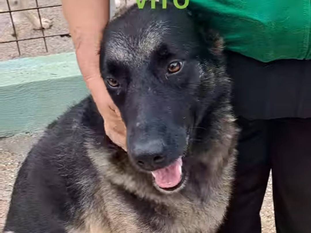 Adotta un cane, maschio, 6 anni  e 10 mesi , Benevento