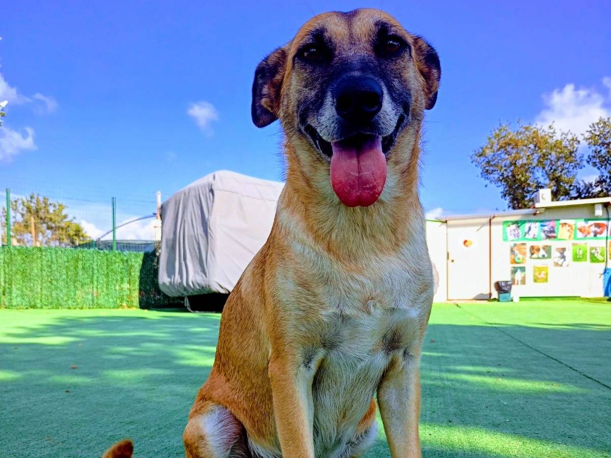 Adozione cane, femmina, Razza sconosciuta Razza sconosciuta, 3 anni e 11 mesi, taglia media, Cosenza