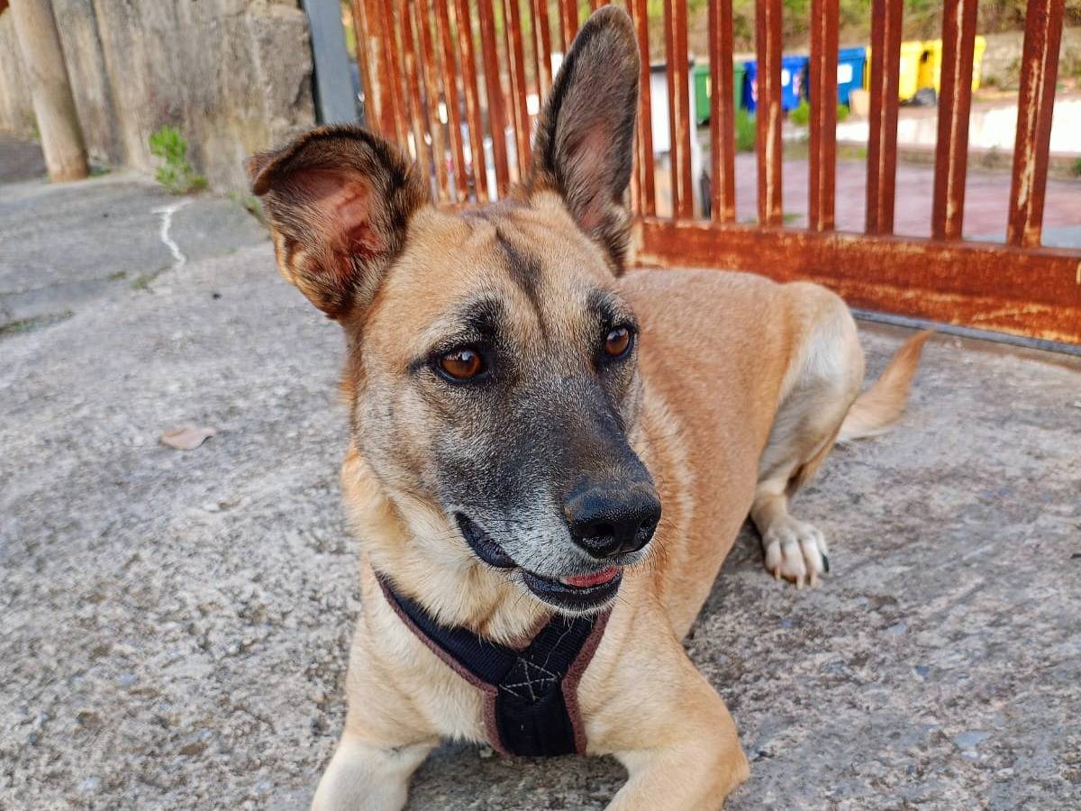 Adotta un cane, taglia media, femmina, Cosenza