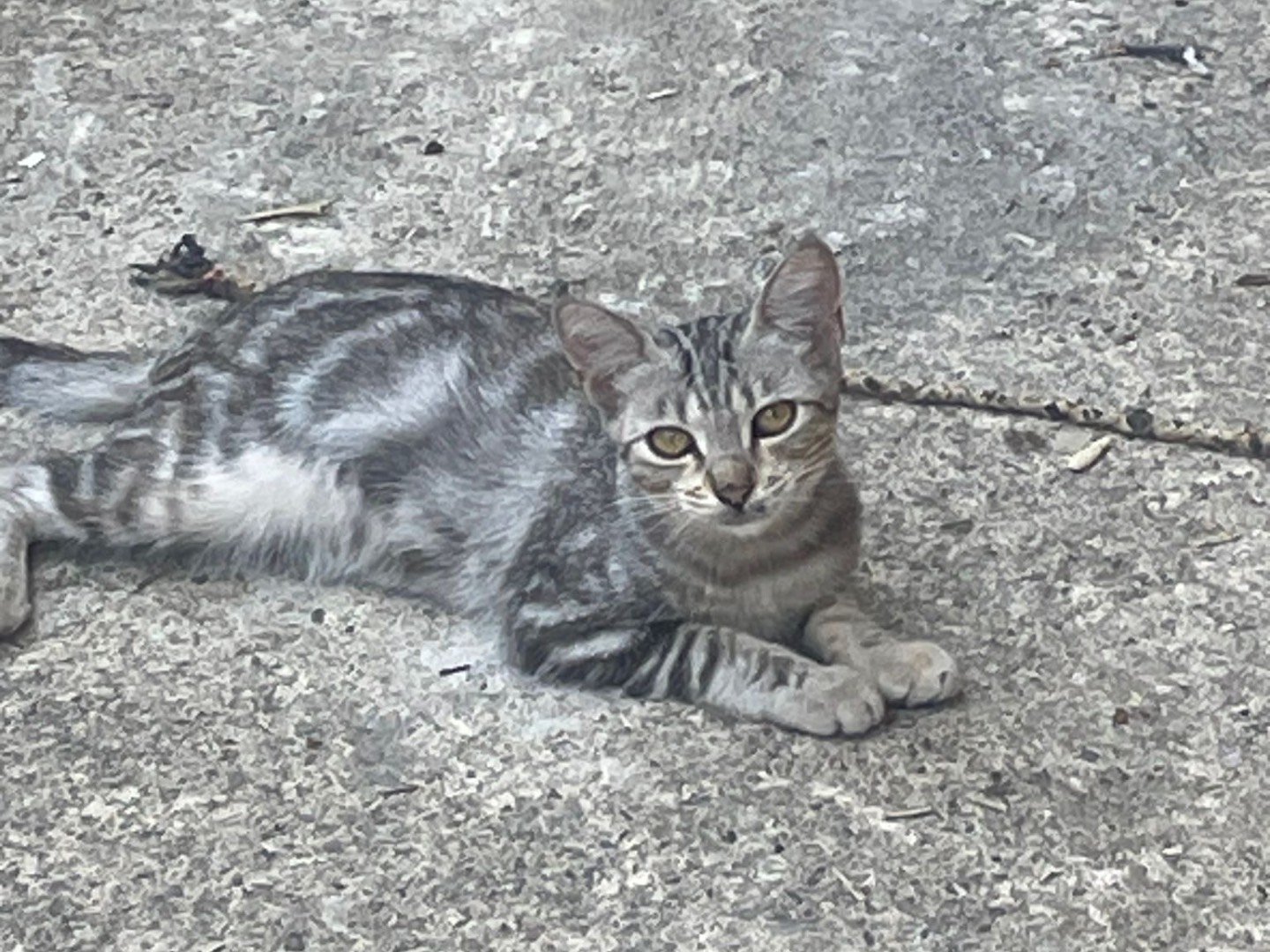 Foto dell'animale