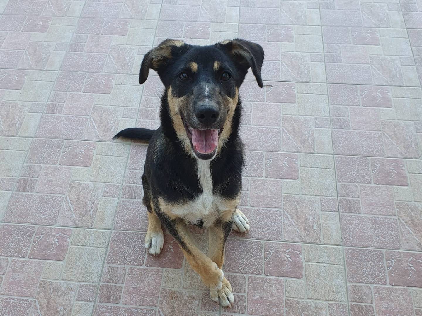 Adozione cane, femmina, Pastore tedesco Pastore tedesco, 1 anno e 9 mesi, taglia media contenuta, Chieti