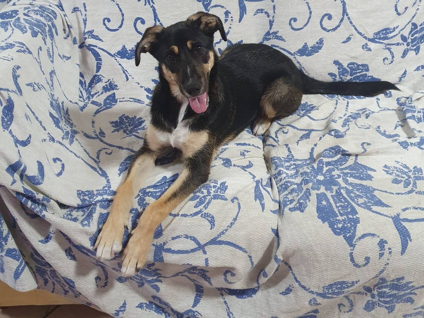 Adotta un cane, femmina, 1 anno e 9 mesi, Chieti