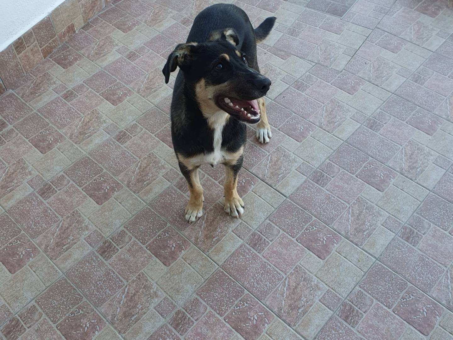 Adotta un cane, taglia media contenuta, femmina, Chieti