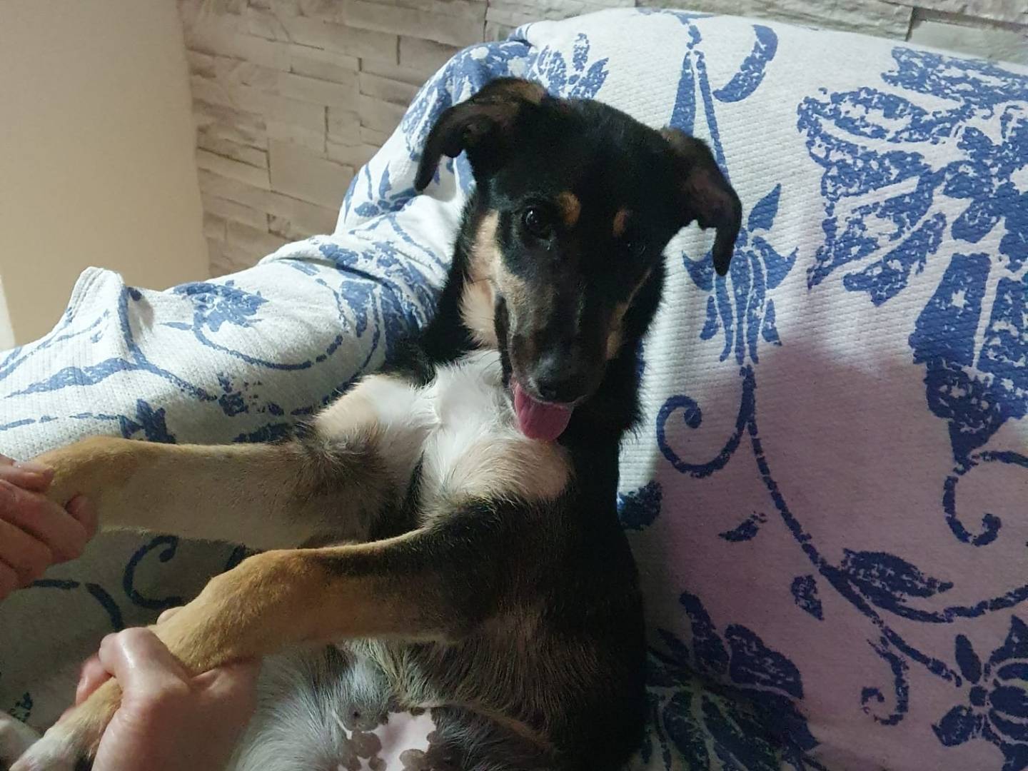 Vuoi adottare un cane a Chieti?