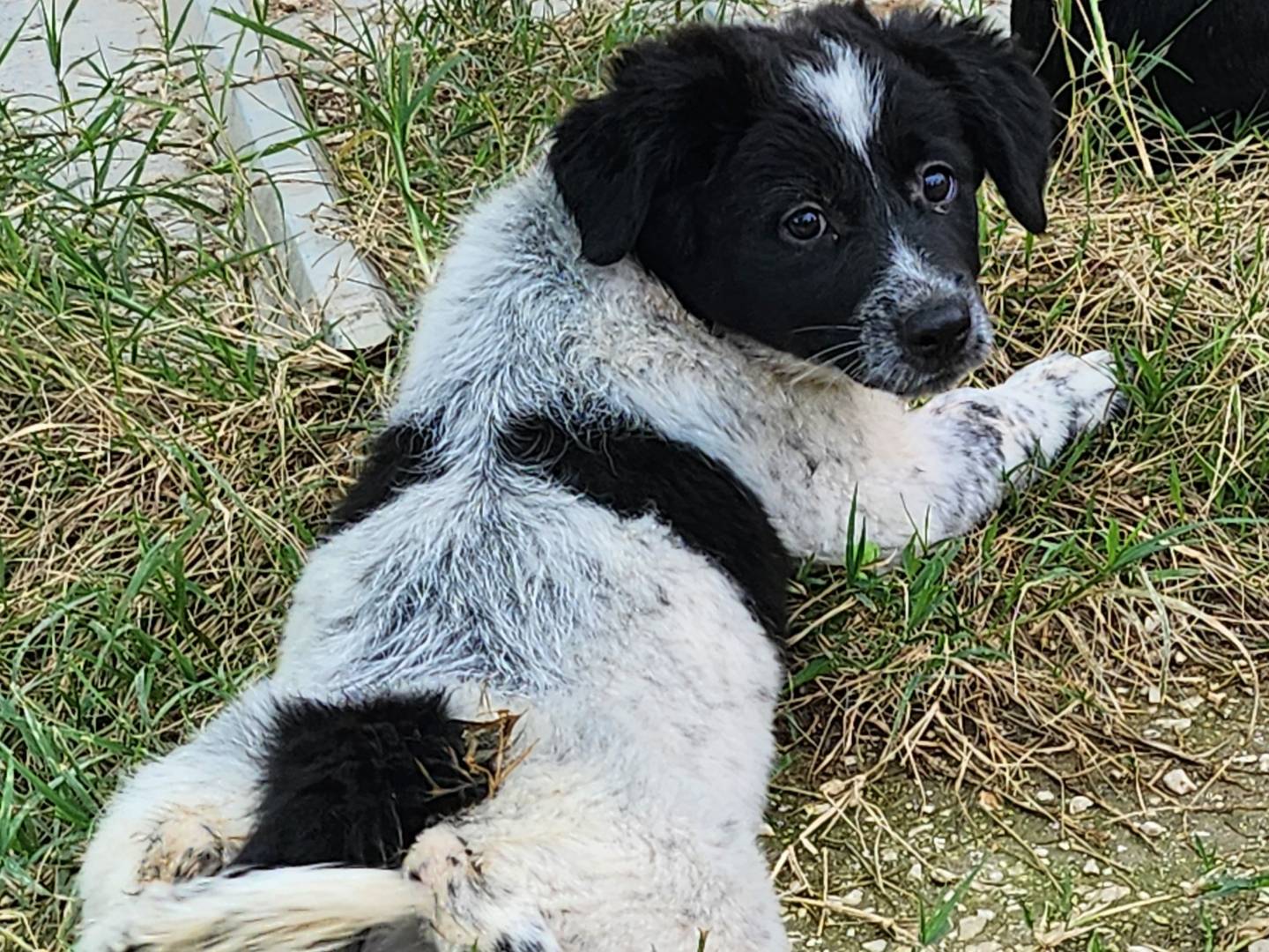 Adotta un cane, taglia media contenuta, femmina, Ferrara