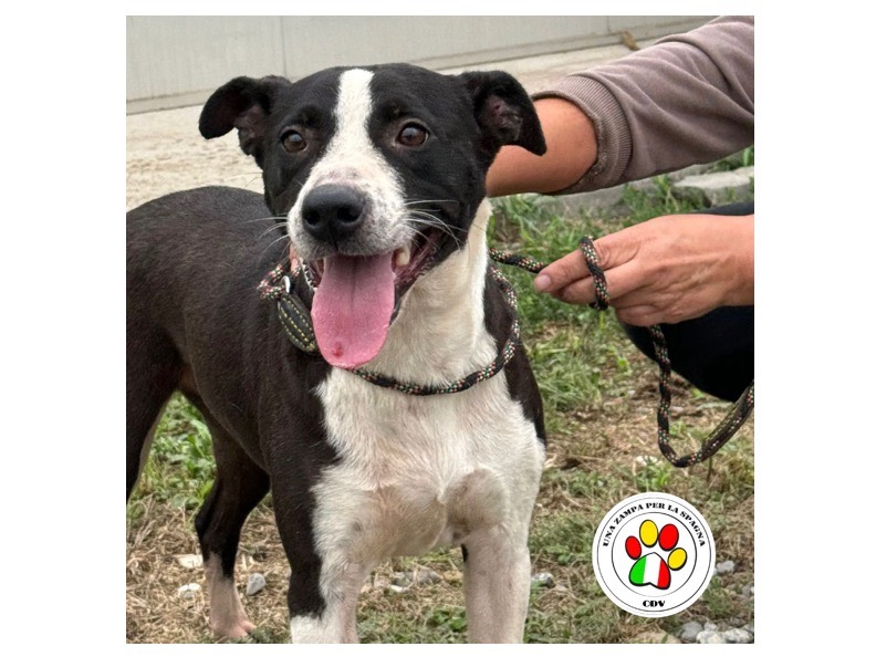 Adozione cane, femmina, Razza sconosciuta Razza sconosciuta, 2 anni e 10 mesi, taglia media contenuta, Milano