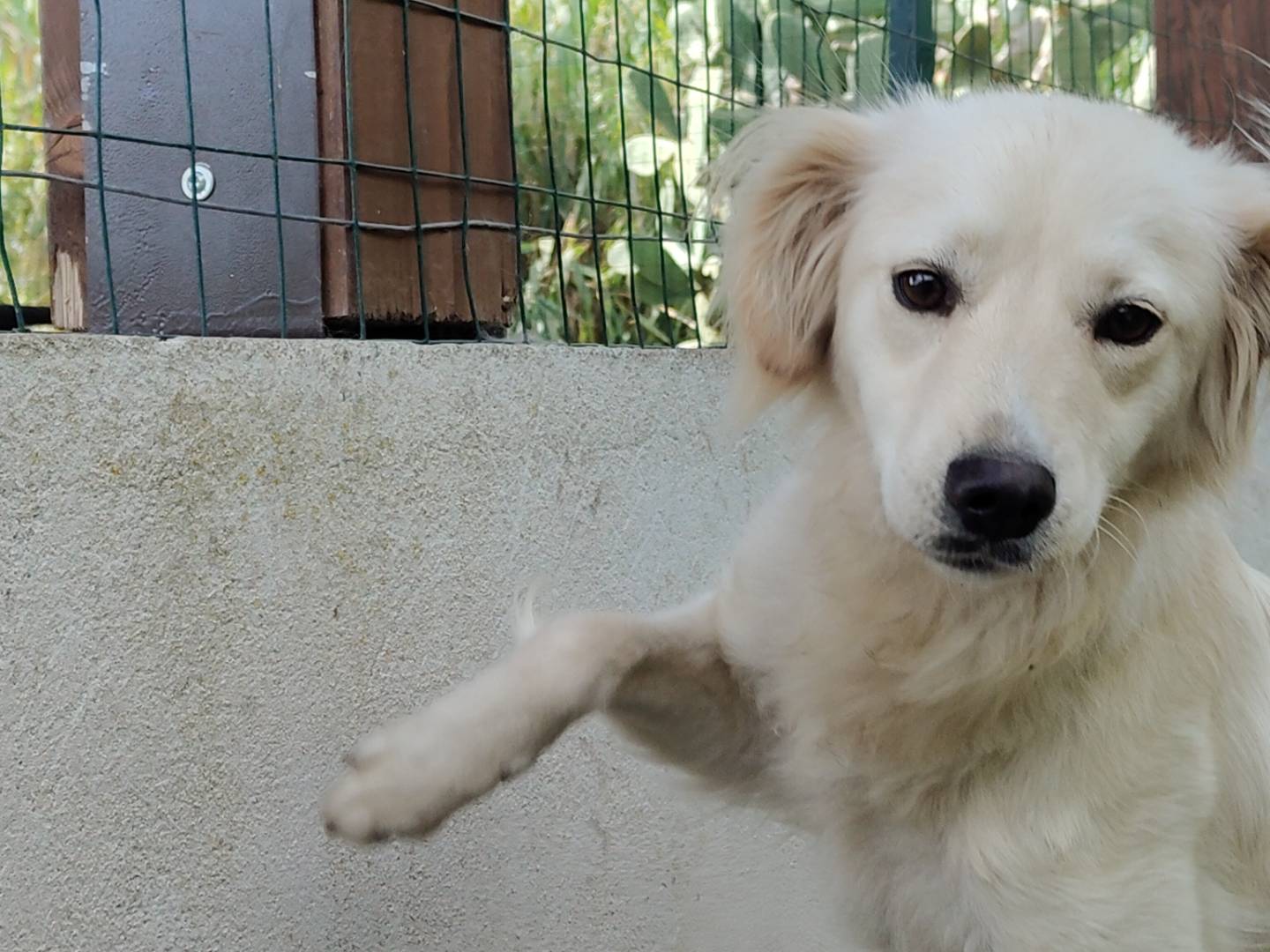 Adozione cane, femmina, meticcio, 2 anni  e 6 mesi , taglia media contenuta, Cosenza