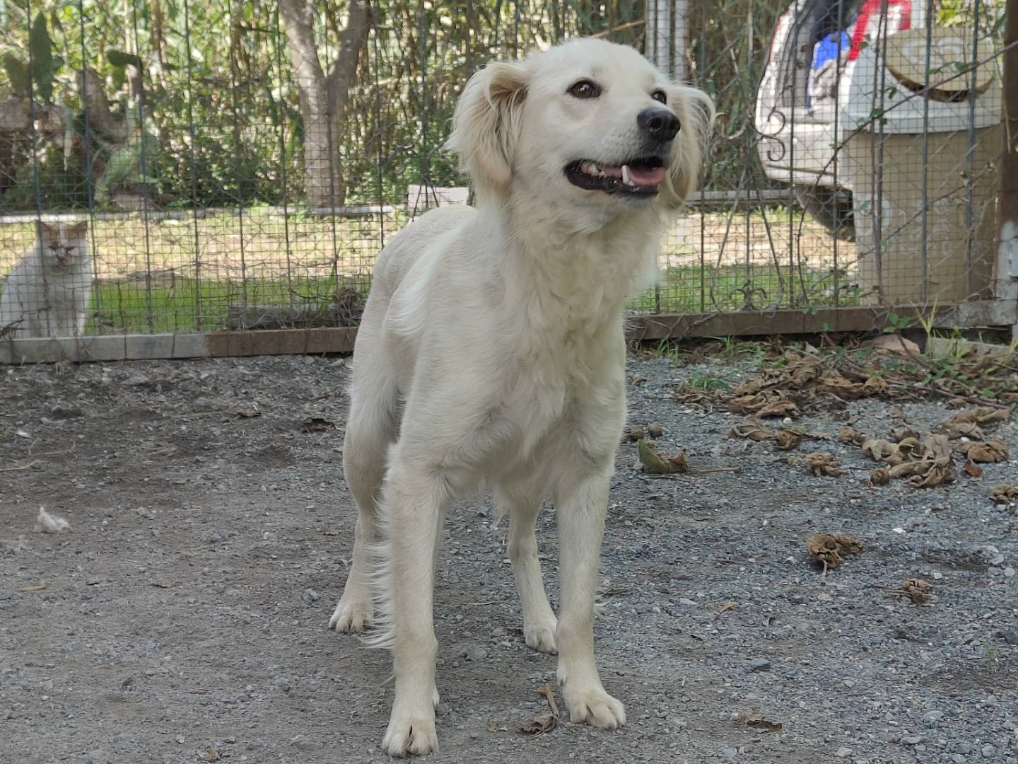 Adotta un cane, femmina, 2 anni  e 6 mesi , Cosenza