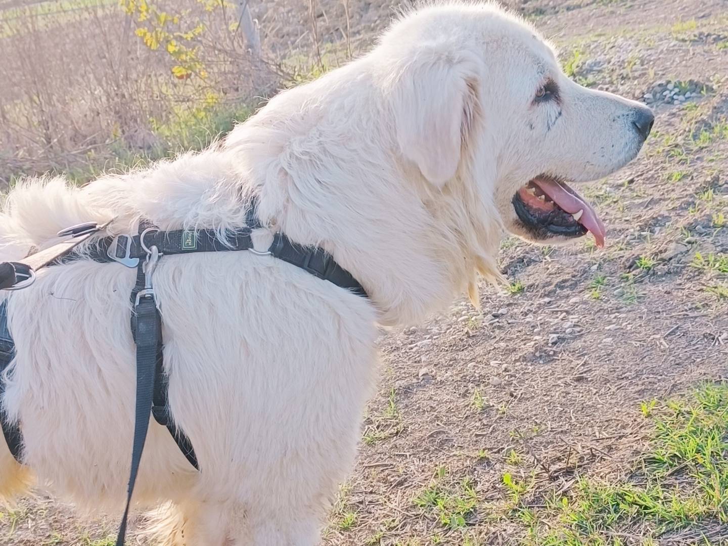 Vuoi adottare un cane a Benevento?