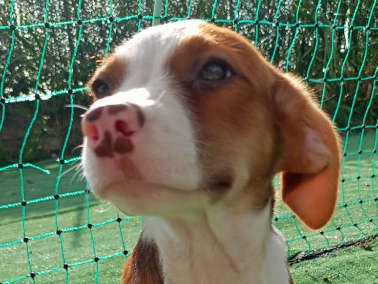 Adozione cane, femmina, meticcio, 1 anno e 10 mesi, taglia media contenuta, Cosenza