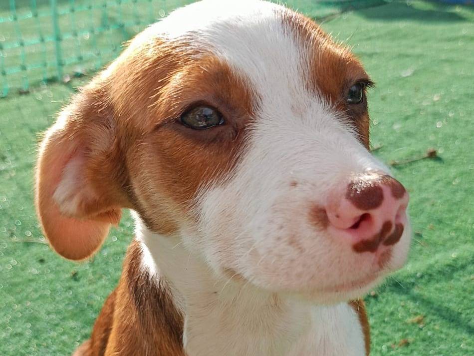 Adotta un cane, femmina, 1 anno e 10 mesi, Cosenza