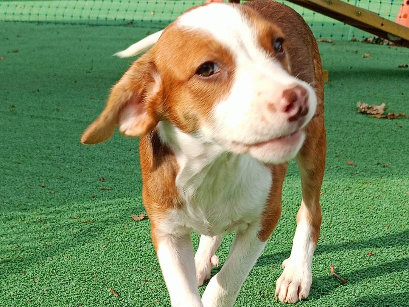 Adotta un cane, taglia media contenuta, femmina, Cosenza