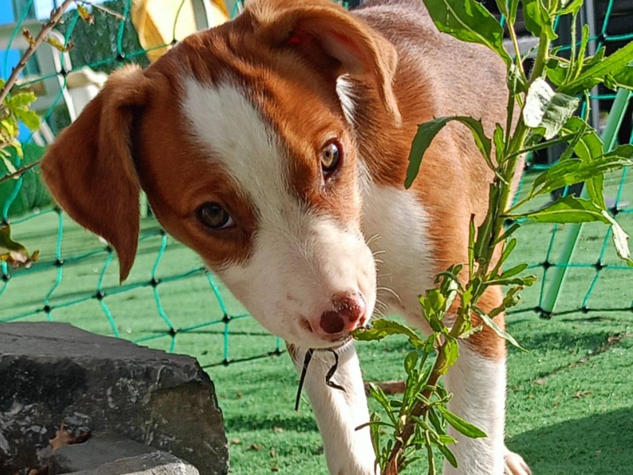 Vuoi adottare un cane a Cosenza?