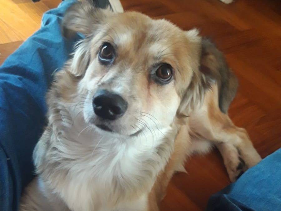 Adotta un cane, taglia piccola, maschio, Agrigento