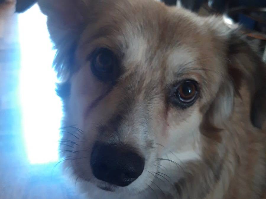 Vuoi adottare un cane a Agrigento?
