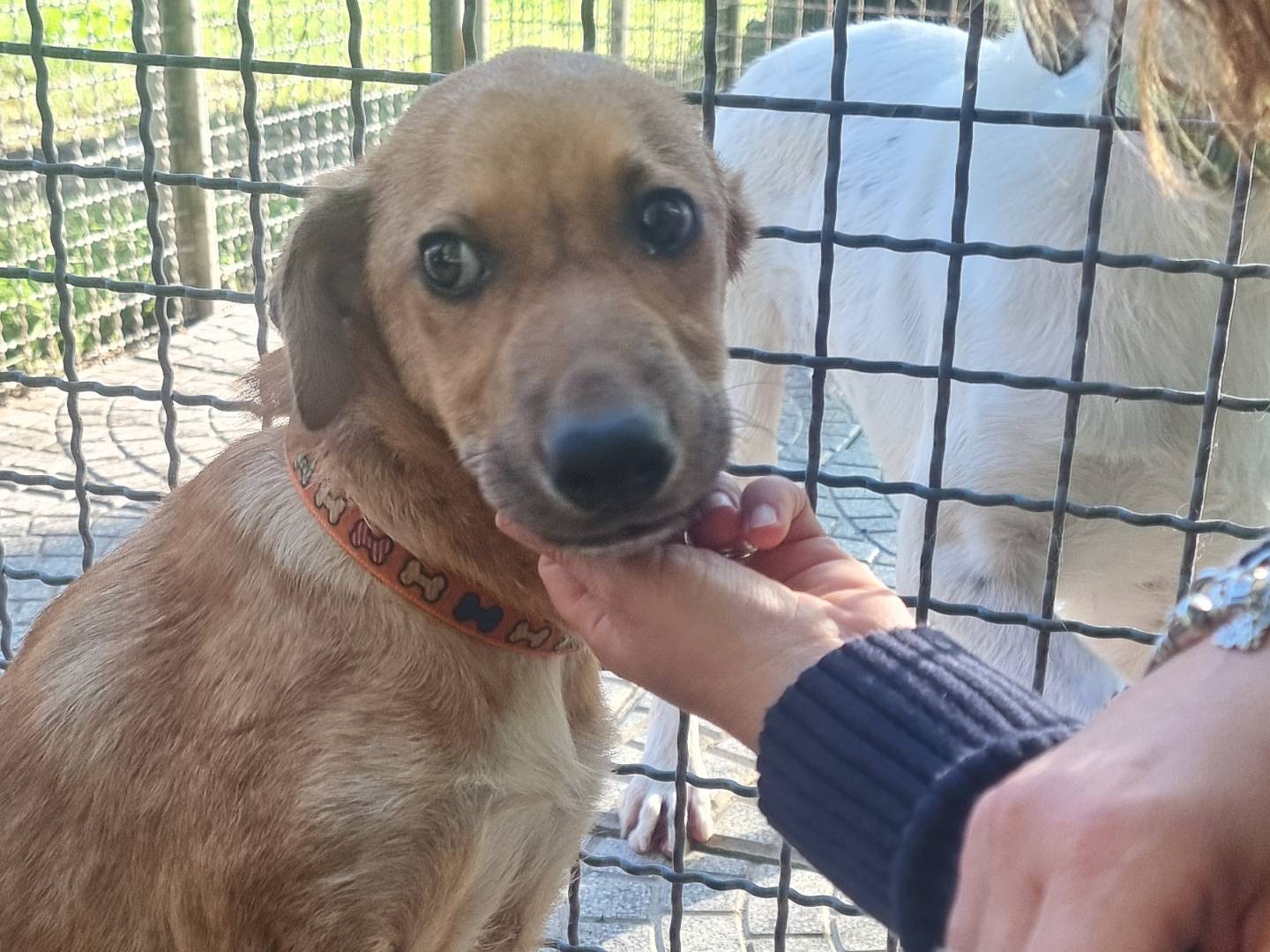 Adozione cane, femmina, meticcio, 1 anno e 6 mesi, taglia media, Pavia