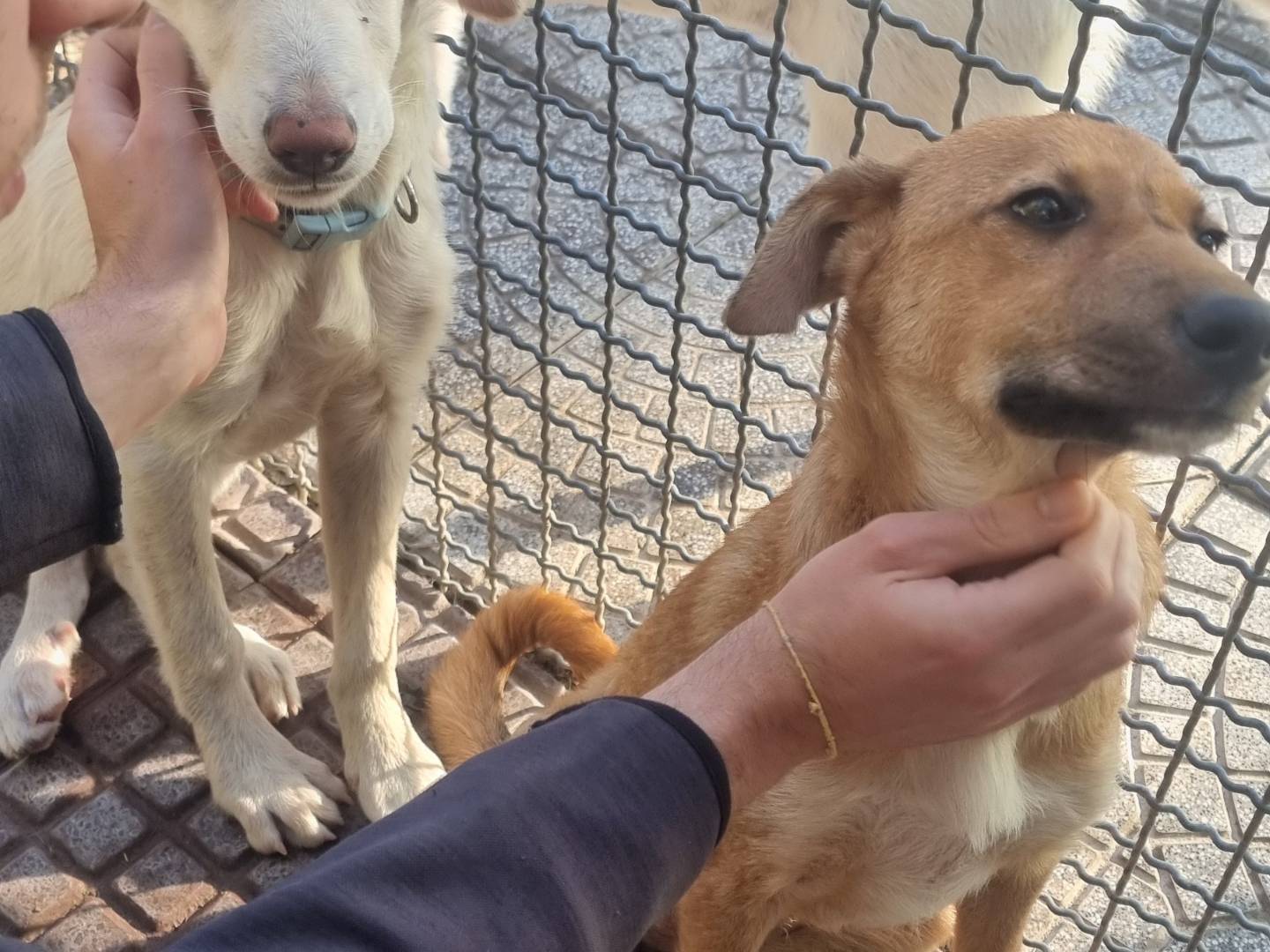 Adotta un cane, taglia media, femmina, Pavia