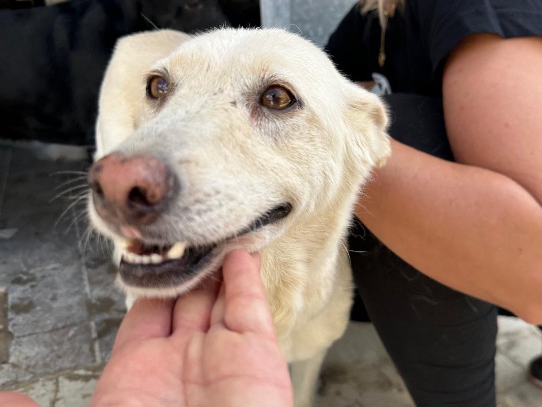 Adotta un cane, femmina, 10 anni , Teramo