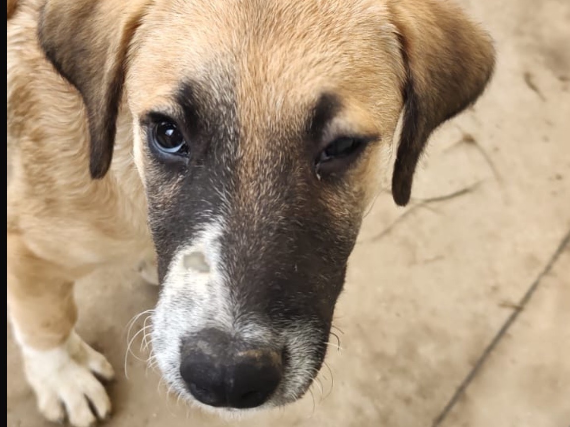 Adotta un cane, taglia media, femmina, Treviso