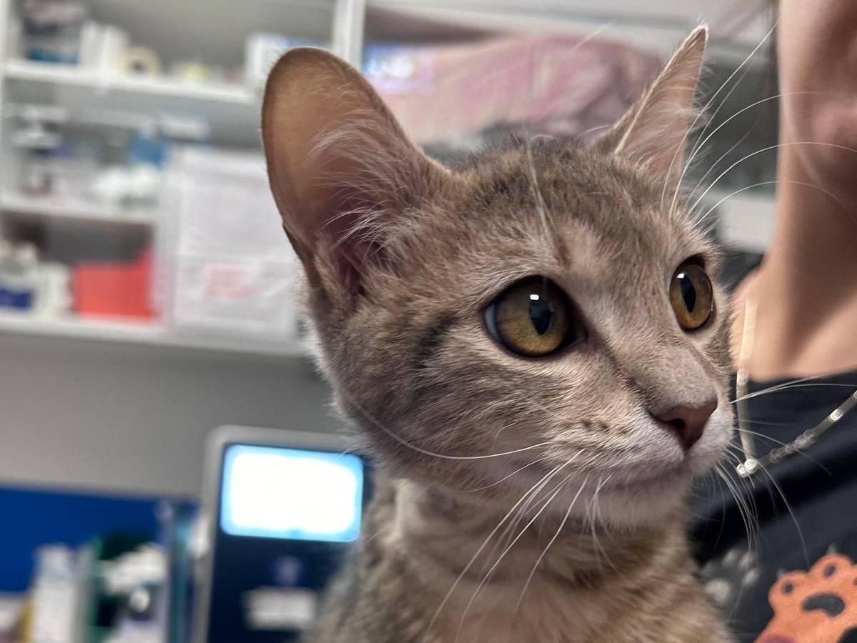 Adozione gatto, maschio, meticcio, 1 anno e 4 mesi, taglia non valida, Chieti