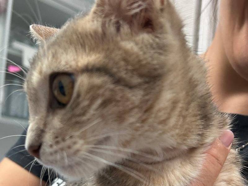 Vuoi adottare un gatto a Chieti?