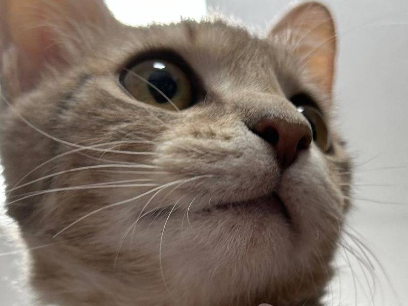 Adotta il gatto Ciro a Chieti