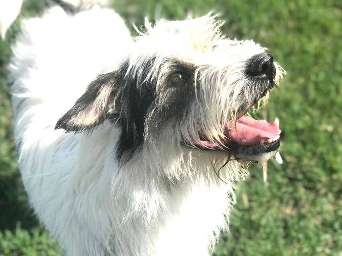 Adozione cane, maschio, Spinone, 5 anni  e 1 mese, taglia media contenuta, Latina