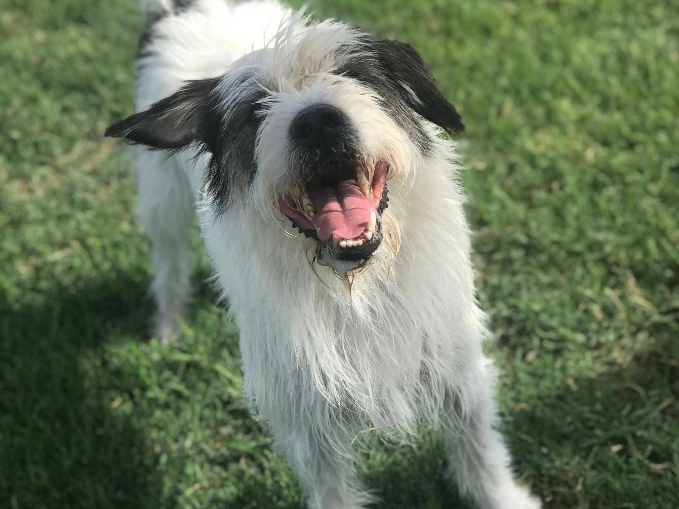 Adotta un cane, maschio, 5 anni  e 8 mesi , Latina
