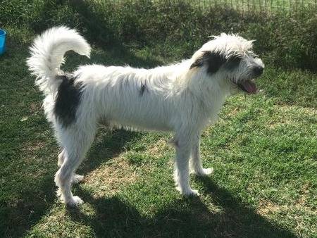 Adotta un cane, taglia media contenuta, maschio, Latina
