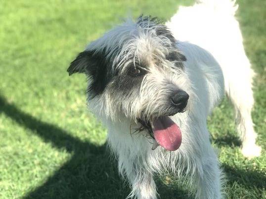 Vuoi adottare un cane a Latina?