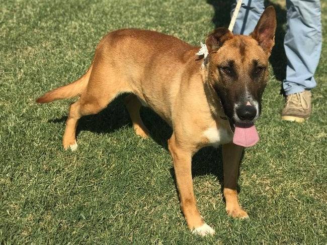 Adozione cane, maschio, Pastore Belga Malinois, 6 anni e 7 mesi, taglia media, Latina