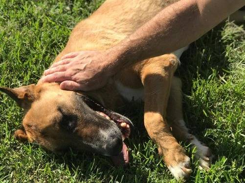 Adotta un cane, taglia media, maschio, Latina