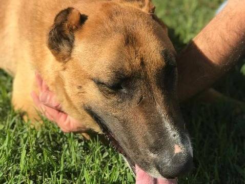 Vuoi adottare un cane a Latina?