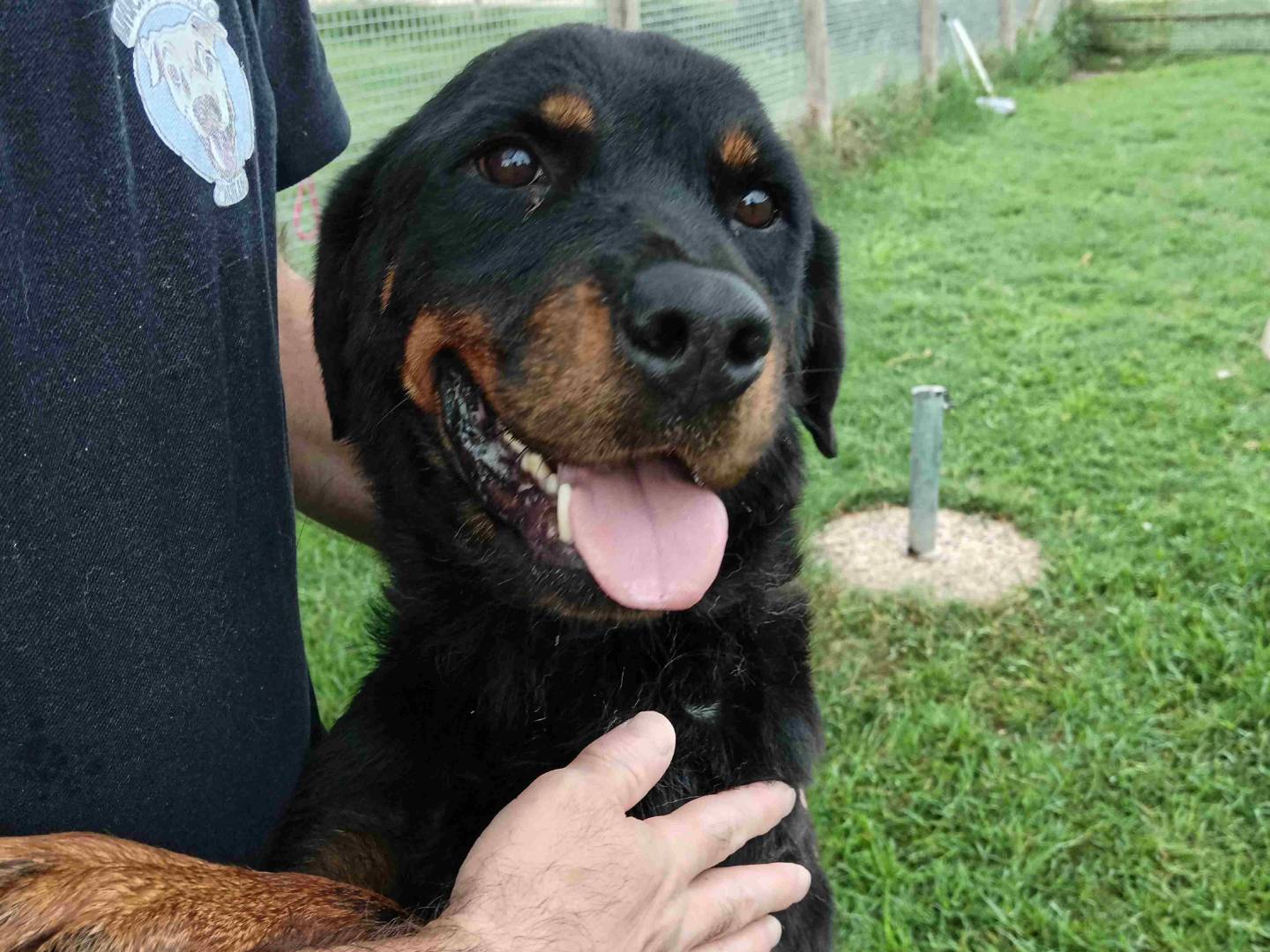 Adotta un cane, taglia grande, femmina, Latina